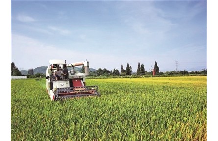 浙江寧波：給水稻“減肥”，在稻田邊種花