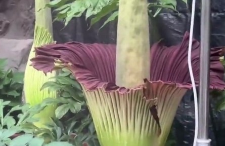 花還有臭的？“臭美”巨魔芋了解一下！