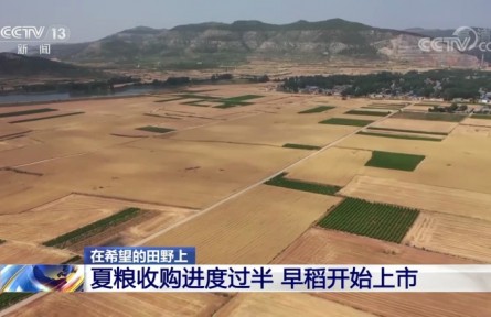 夏糧收購(gòu)進(jìn)度過半 早稻開始上市