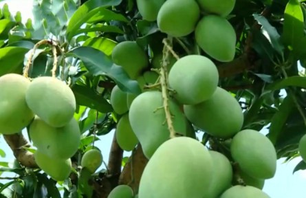 廣西百色：12億元“貸”動(dòng)芒果產(chǎn)業(yè)發(fā)展壯大