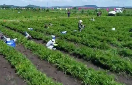 黑龍江：走好特色路 奏響致富曲