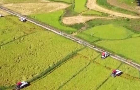 重慶永川：風(fēng)吹稻浪滿地黃 專(zhuān)業(yè)服務(wù)助豐收