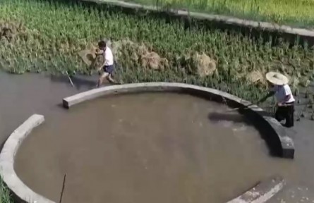 四川自貢：稻豐魚(yú)肥迎豐收 多種合作模式促增收