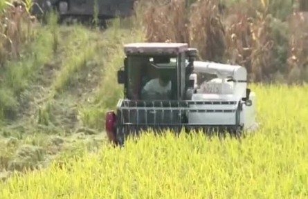 四川資中：宜機化改造 水稻畝產(chǎn)增加至630公斤