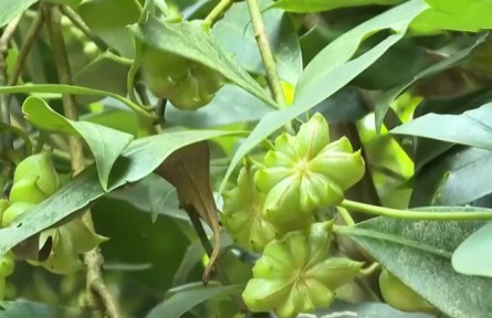 廣西百色：飽滿八角掛枝頭 改造林地提質(zhì)增收