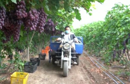 新疆兵團：助農(nóng)銷售解難題 同心抗疫解民憂