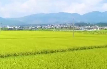 在希望的田野上 科技強力助農(nóng) 秋糧生產(chǎn)有序推進(jìn)