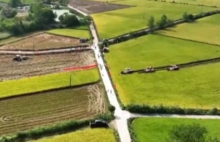 湖北：稻浪金黃開鐮忙 多措并舉保豐收