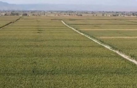 甘肅： 整治撂荒地 擴大糧食種植面積