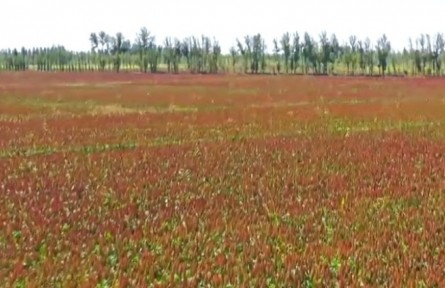 內(nèi)蒙古五原：昔日“鹽堿貧地”今日豐收沃野