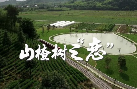 返鄉(xiāng)創(chuàng)業(yè)大學生朱義迪：山楂樹之“戀”
