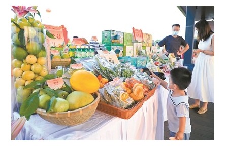 廣東廣州：絲苗米飄香 “菜籃子”提質(zhì)