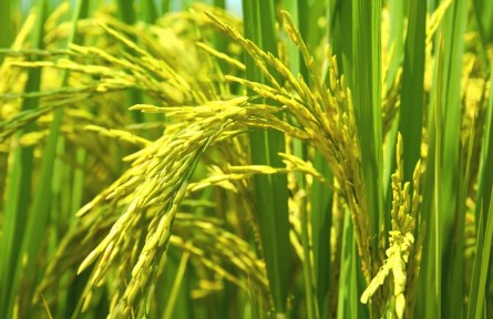 江西信豐：高標(biāo)準(zhǔn)農(nóng)田精細(xì)灌溉 確保糧食穩(wěn)產(chǎn)豐收