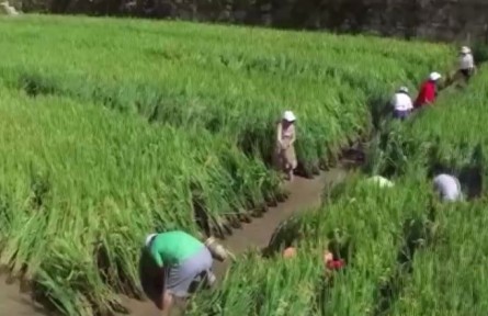 云南龍陵：萬(wàn)畝梯田 稻香魚肥