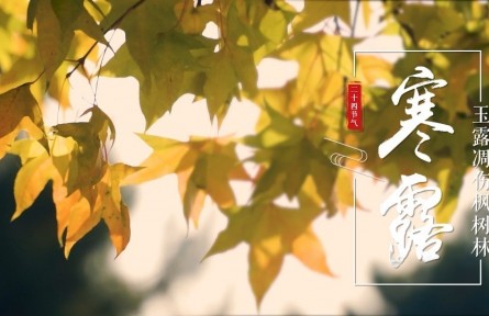 寒露，玉露凋傷楓樹林