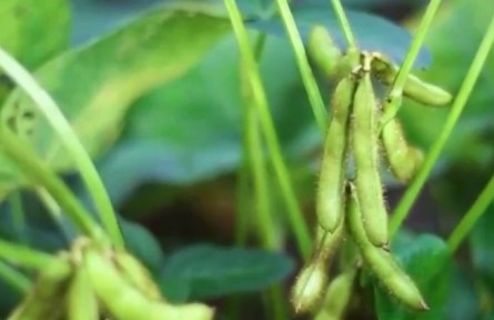 農(nóng)業(yè)農(nóng)村部：2022年全國(guó)大豆玉米帶狀復(fù)合種植面積超1500萬畝