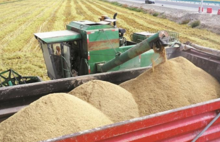 兵團(tuán)秋糧豐收在即 秋播跟進(jìn)及時(shí)