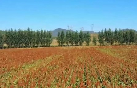 安徽肥東：水稻迎來豐收季 高標(biāo)準(zhǔn)農(nóng)田顯成效