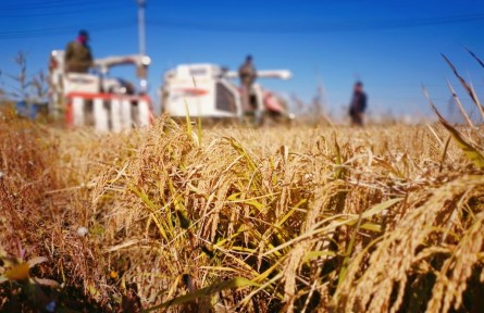 津郊秋收見聞：綠色生態(tài)屏障建設(shè)推動小站稻豐產(chǎn)增收