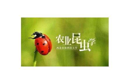 《農(nóng)業(yè)昆蟲學(xué)》系列講座（視頻，共22講）