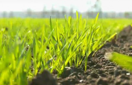 新疆：抓好冬麥生產(chǎn) 把飯碗牢牢端在自己手中