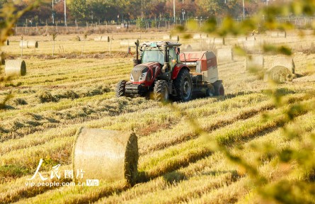 江蘇宿遷：秸稈回收變廢為寶
