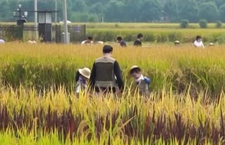 云南水稻水果喜獲豐收