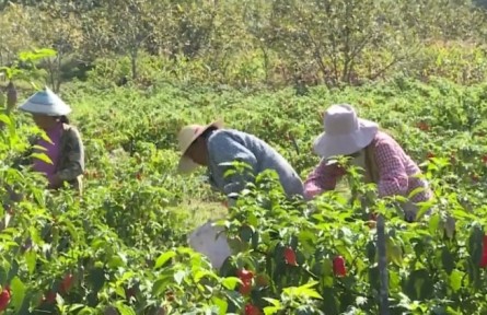 云南：特色產(chǎn)業(yè)豐收 點(diǎn)亮鄉(xiāng)村經(jīng)濟(jì)