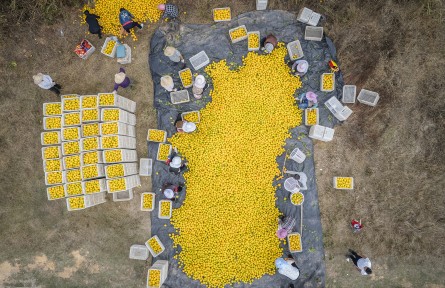 江西信豐：臍橙摘下滿地金 橙香甜醉果農心