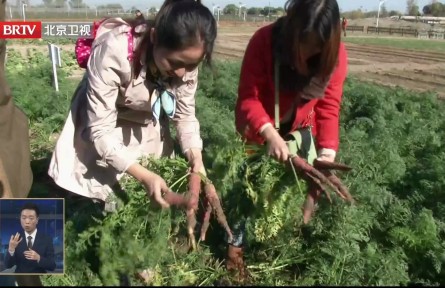 十余種老口味蔬菜在京郊恢復(fù)種植