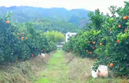 江西贛州：另辟“硒”徑富鄉(xiāng)村