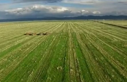 青海：金融惠農(nóng)服務(wù)不斷提檔升級