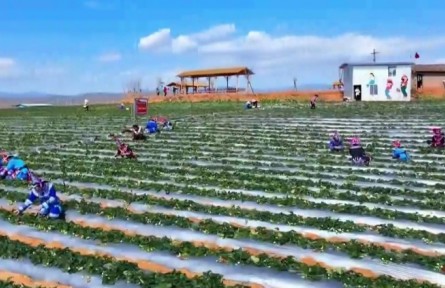 云南多地因地制宜 發(fā)展農(nóng)村產(chǎn)業(yè)新業(yè)態(tài)