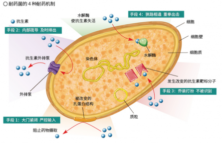 面對(duì)抗生素的“追殺”，細(xì)菌竟有這么多逃脫伎倆？