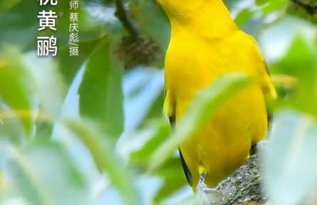 物種故事 | 黑枕黃鸝：雀形目顏值擔(dān)當(dāng) 農(nóng)林業(yè)食蟲(chóng)益鳥(niǎo)