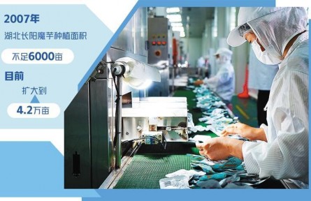 湖北長(zhǎng)陽(yáng)：打造魔芋全產(chǎn)業(yè)鏈