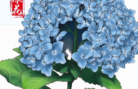 物種故事 | 繡球花：一花開(kāi)出百花風(fēng)采，“花團(tuán)錦簇”非我莫屬