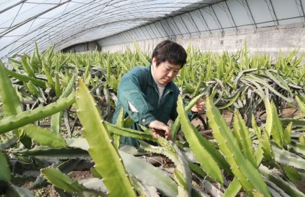 南果北種結碩果，北京順義市民吃上本土火龍果