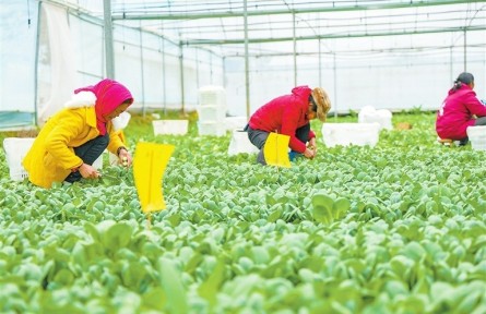 江西贛州打造粵港澳大灣區(qū)優(yōu)質(zhì)“菜籃子”