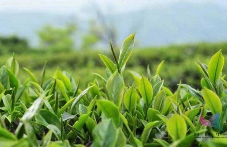 辟謠 | 綠茶寒紅茶暖？關(guān)于茶葉的8個(gè)誤區(qū)