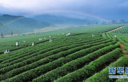 萬(wàn)里茶道：小小茶葉如何讓中國(guó)與世界相遇？