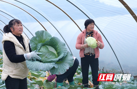 湖南臨武：把握種植時(shí)節(jié)點(diǎn) 讓閑置土地“活”起來