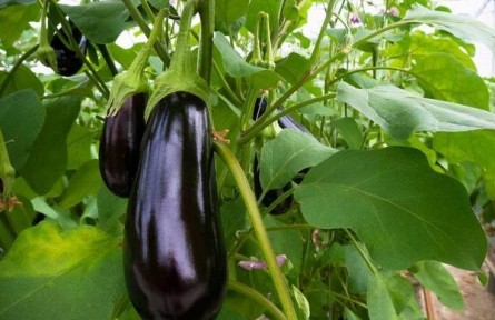為什么早春茄子只開花不結(jié)果？