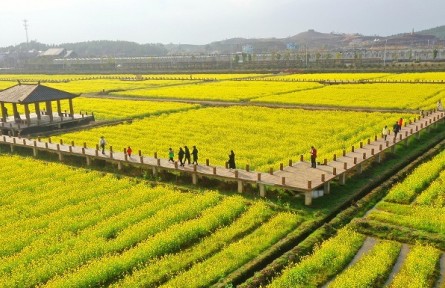 我國油菜籽生產(chǎn)與貿(mào)易知多少？