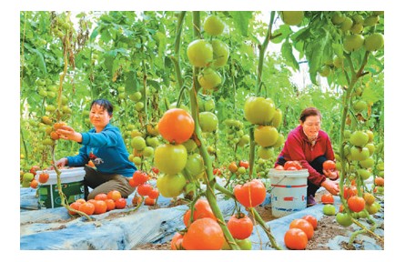拎穩(wěn)“菜籃子”，給設施農(nóng)業(yè)升級