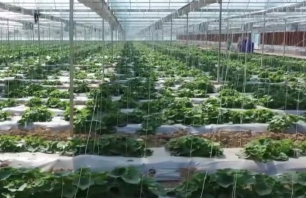 新模式新技術 助力蔬菜春耕春播