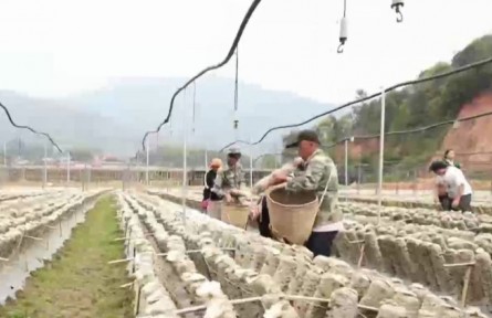 龍頭帶動(dòng) 消費(fèi)幫扶 滬滇協(xié)作助力產(chǎn)業(yè)升級(jí)