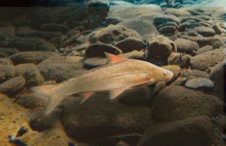 物種故事 | 北方銅魚(yú)：“黃河里最神秘的魚(yú)”