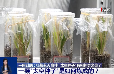 航天育種實驗如何開展？“上天入地”的“太空種子”這樣煉成