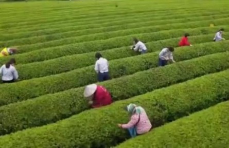 江西：春茶開采 產(chǎn)業(yè)融合促升級(jí)